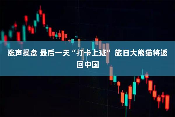 涨声操盘 最后一天“打卡上班” 旅日大熊猫将返回中国